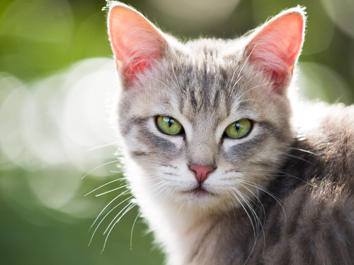 Salud y mascotas: gases en los gatos