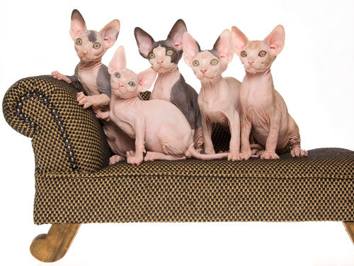 The sphynx cat.