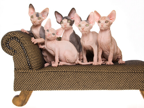 bir koltukta oturan Sfenks kedileri