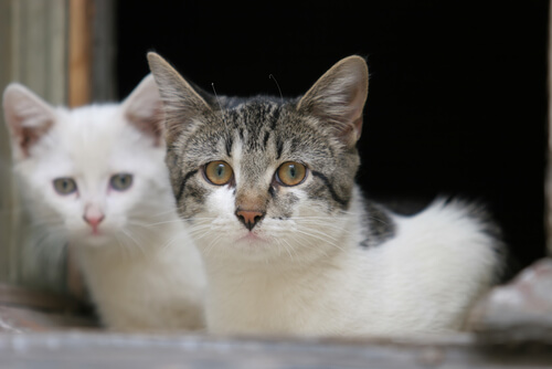 dieta blanda para gatos con vomitos