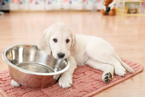 5 razones para usar plato de metal al servir alimento a tu mascota