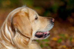 Perrito nació sin ojos y ahora ayuda a enfermos mentales y discapacitados