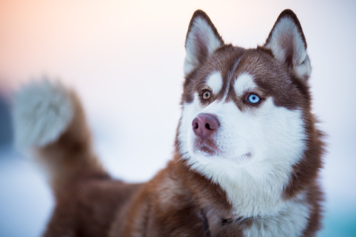Conocemos más de cerca a los adorables perros de razas nórdicas