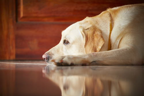 6 soluciones para la ansiedad de los perros cuando se quedan solos