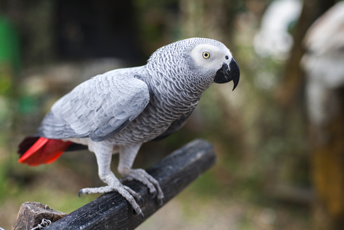 loro gris africano 2
