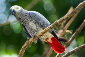 Todo sobre el loro gris africano