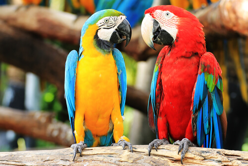 Loros en una rama