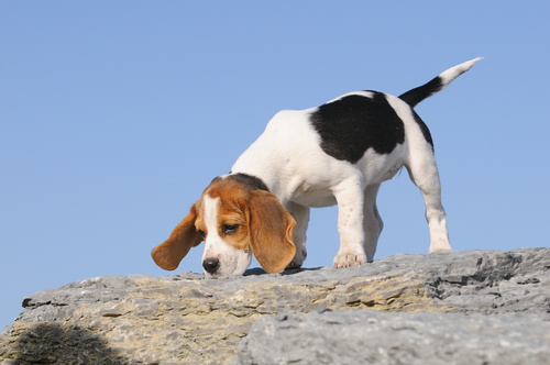 olfato-beagle