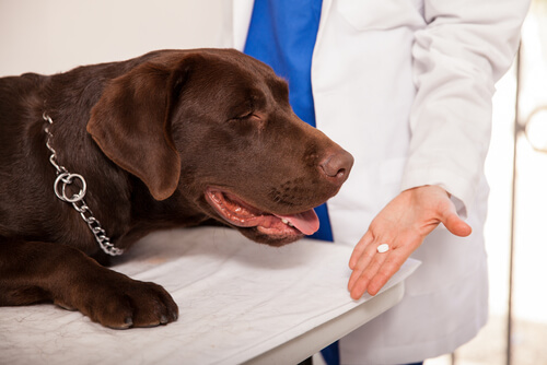 Veterinarian giving a Brown Labrador a pill