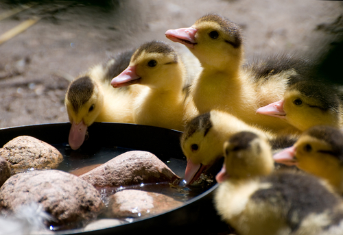 Patos comiendo