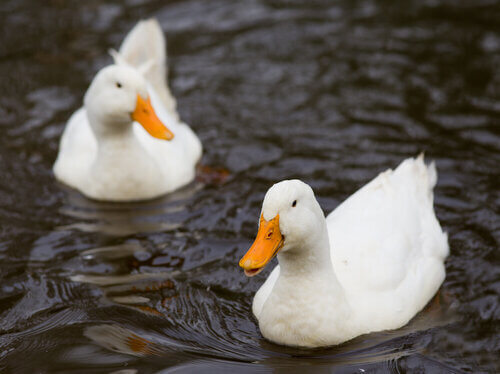 Patos nadando