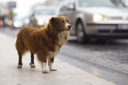 Proyecto fotográfico pretende concienciar sobre la gran cantidad de perros abandonados