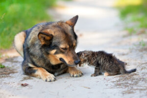 Perro adopta y protege a gatito abandonado