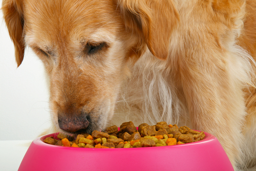 Cuánta comida debe comer un perro al día