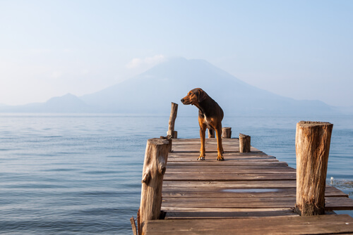 perro en el lago