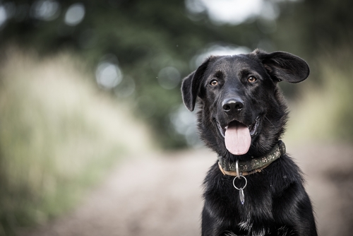Parvovirosis en perros: transmisión, síntomas y tratamiento