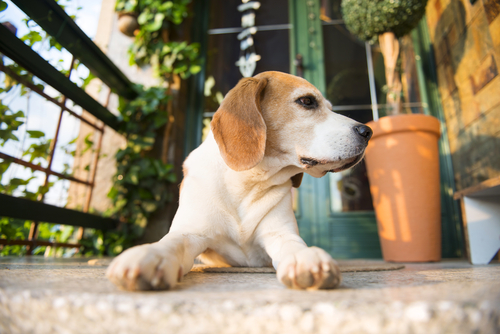 beagle perro solo