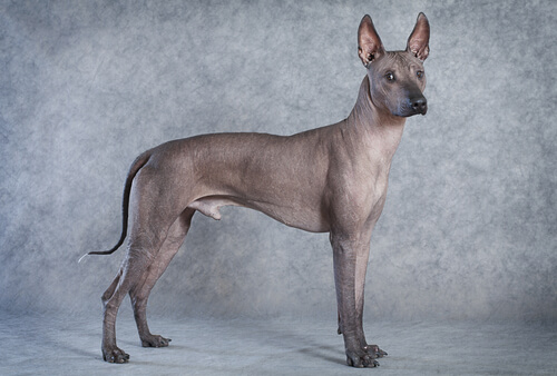 Las 5 razas de perro sin pelo