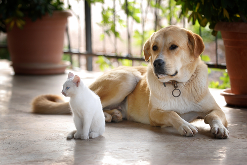 La sordera de perros y gatos... ¿Qué podemos hacer?