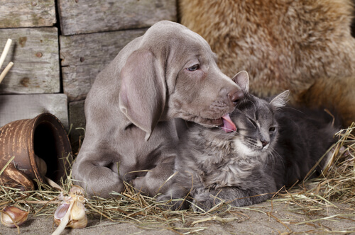 perro y gato