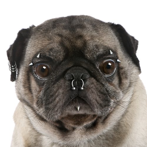piercing pug