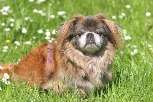 Pekinese dog in the grass