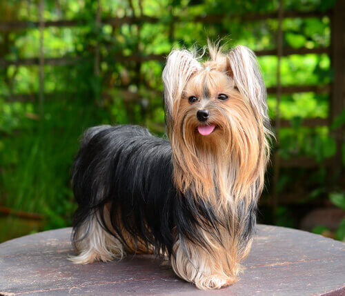 Yorkshire terrier posando para la cámara