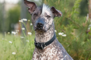 8 razas de perros que adoran el calor