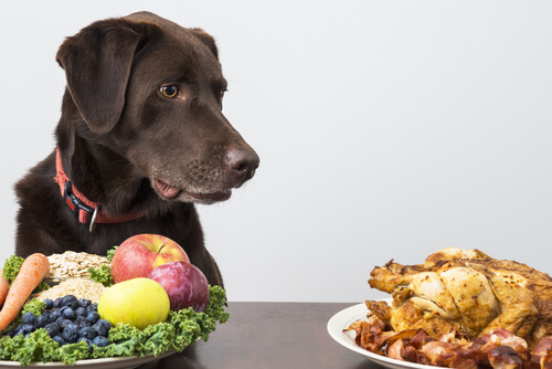 Alimentación vegana para nuestra mascota… ¿Sí o no?