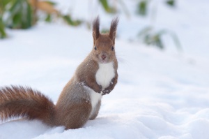 La isla Hokkaido en Japón, hogar de únicos y preciosos animales