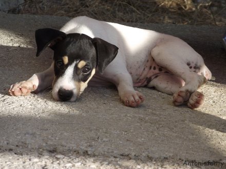 Bodeguero andaluz descansando