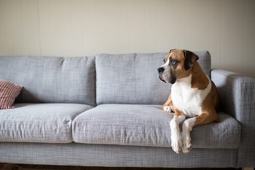 boxer en sofa