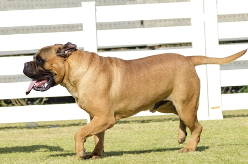 Bullmastiff