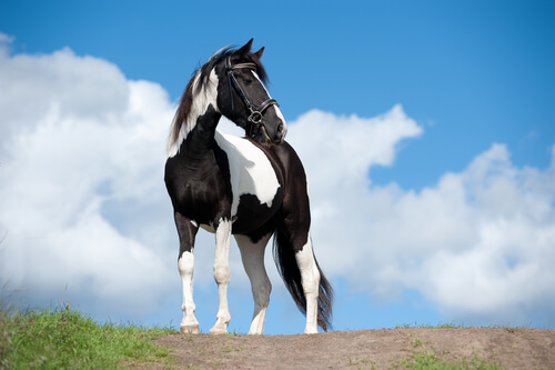 Un cheval noir et blanc dans la nature.