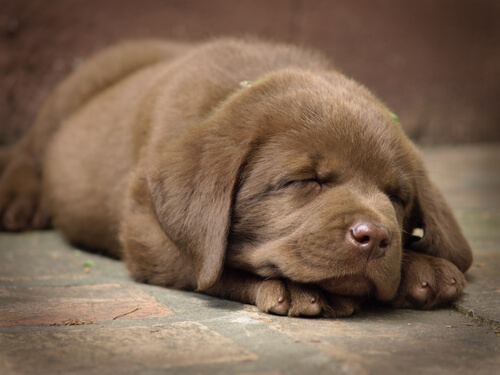 Een slapende puppy