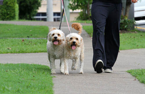 Dos cachorros de paseo.