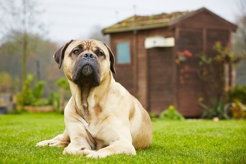 5 mitos sobre perros grandes 5 mitos sobre perros grandes