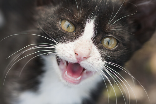 dientes gato