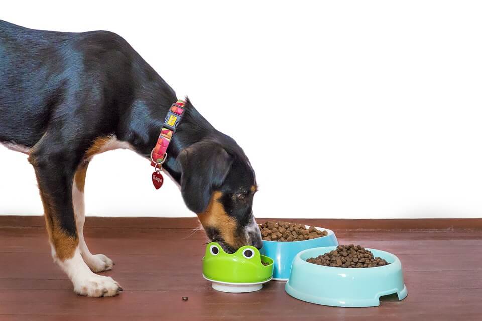 Si sabes qué comida de humanos pueden comer los perros, mejorarás su dieta.