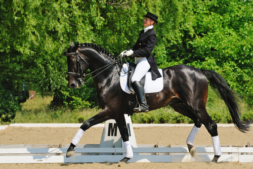 Cheval de dressage.