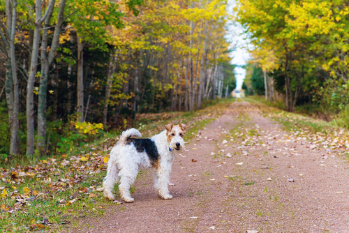 El Fox Terrier es una de las razas de perro que tienen barba.