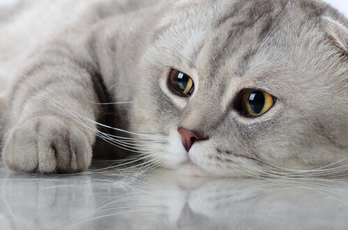 gato acostado