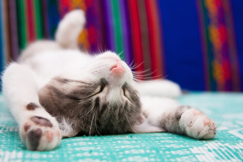 gato cama