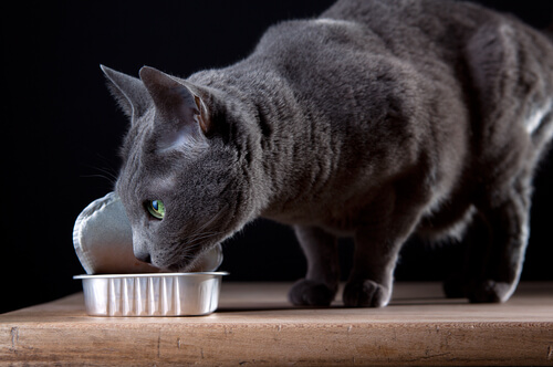 Gato comiendo