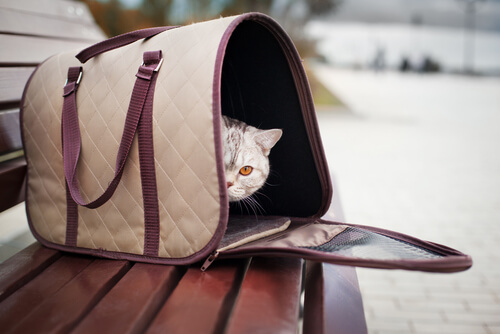 gato en bolsa