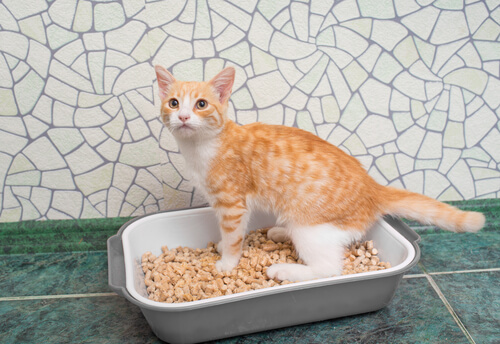 gato y arenero