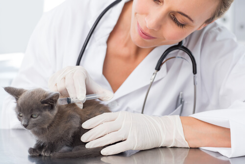 gato y veterinaria