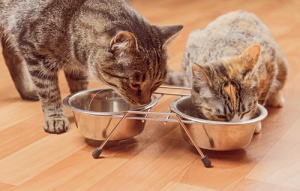 5 legumbres permitidas para los gatos