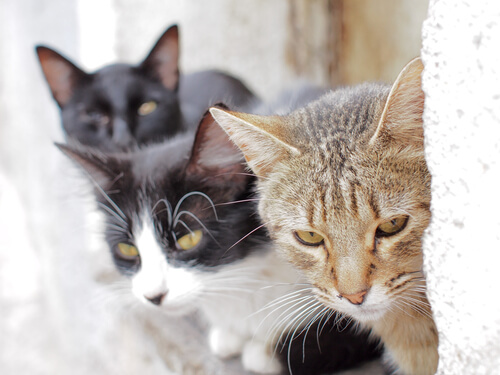 Fukuoka: la isla de los gatos