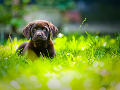 labrador cachorro